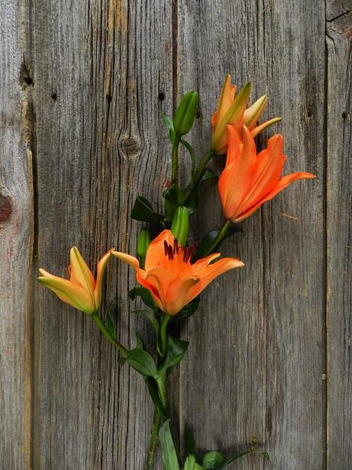 TRESSOR ORANGE L.A. HYBRID LILIES